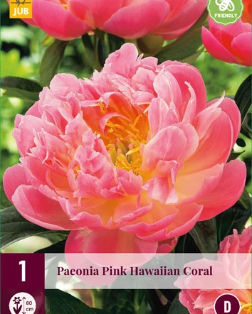 Peony Pink Hawaiian Coral - 3 Plants - Buy Salmon Pink Coloured Peonies?