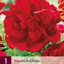 Pioenroos Red Magic - 3 Planten