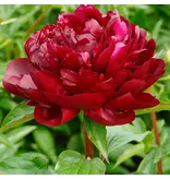 Peony Red Magic - 5 Plants - Classic deep red peony with a nice scent.