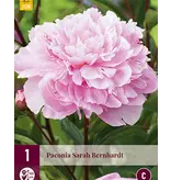 Peony Sarah Bernhardt - 3 Plants - Buy Light Pink Filled Peonies?