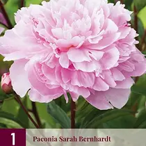 Pioenroos Sarah Bernhardt - 3 Planten
