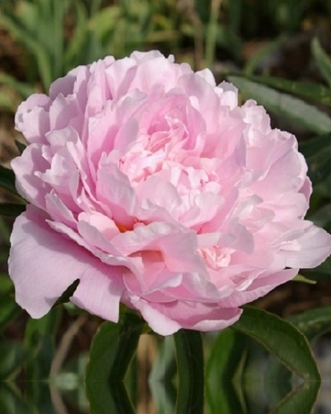 Peony Sarah Bernhardt - 3 Plants - Buy Light Pink Filled Peonies?