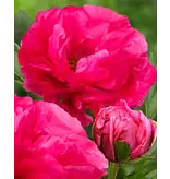 Peony Paula Fay - 3 Plants - Buy Early-Flowering, Pink Peony?