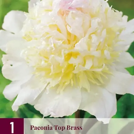 Peony Top Brass - 3 Plants - Buy White Fragrant Peonies?