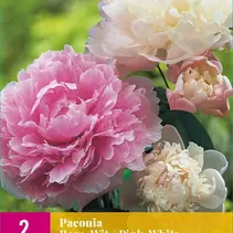 Pioenroos Mix - Wit / Roze - 2 Planten