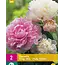 Peony Mix - White/Pink - 2 Plants - Buy Mixed Fragrant Peonies?