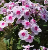 Phlox  Paniculata Swizzle Blue - 5 Planten - Vlambloem - Garden-Select.com