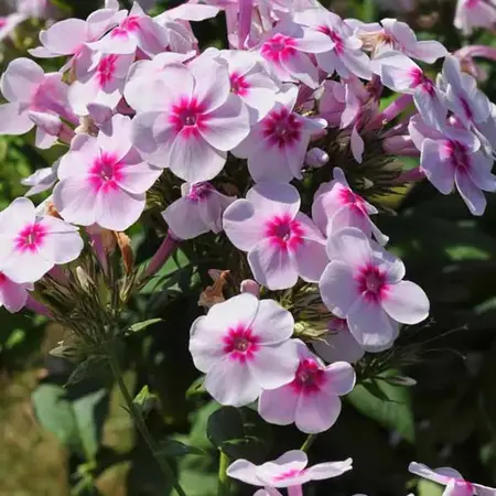 Phlox Paniculata Swizzle Blue - 5 Pflanzen - Flachsblume - Garden-Select.com