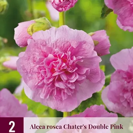Hollyhock Pink - 6 Plants - Buy Alcea Pink Hollyhocks? - Garden-Select.com