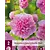 Hollyhock Rose Pink - 6 Plants