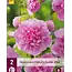 Hollyhock Pink - 6 Plants - Buy Alcea Pink Hollyhocks? - Garden-Select.com