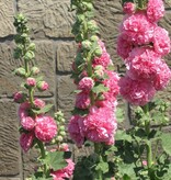 Hollyhock Pink - 10 Plants - Buy Alcea Pink Hollyhocks? - Garden-Select.com