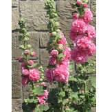 Stokroos Roze - 10 Planten - Alcea Roze Stokrozen Kopen? - Garden-Select.com