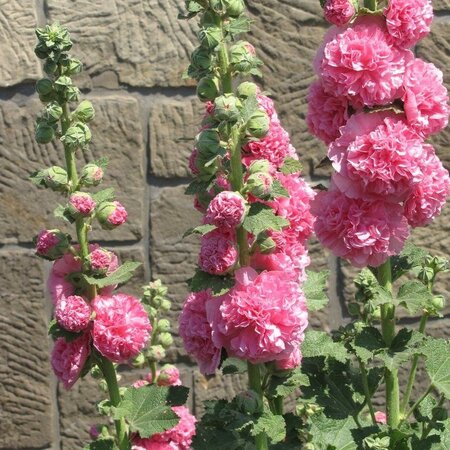 Rosa Stockrose - 10 Pflanzen - Alcea Rosa Stockrosen kaufen? - Garden-Select.de