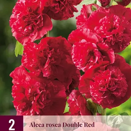 Stokroos Rood - 6 Planten - Alcea Roze Stokrozen Kopen? - Garden-Select.com