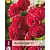 Stockrose Rot - 6 Pflanzen