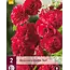 Hollyhock Red - 6 Plants - Buy Alcea Pink Hollyhocks? - Garden-Select.com