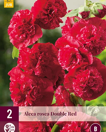 Alcea rosea 'Double Pink' Double Pink Hollyhock  Hollyhocks flowers,  Hollyhock, Beautiful flowers