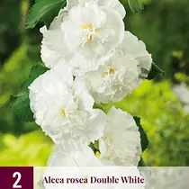 Hollyhock White - 6 Plants