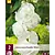 Stockrose Weiß - 6 Pflanzen