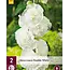 Stokroos Wit - 6 Planten - Alcea Witte Stokrozen Kopen? - Garden-Select.com