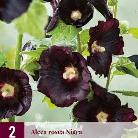 Hollyhock Nigra - 6 plants - Buy Alcea Nigra Hollyhocks? - Garden-Select.com