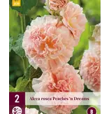 Hollyhock Peaches 'N Dreams - 6 Plants - Buy Alcea Peaches 'N Dreams Hollyhocks?