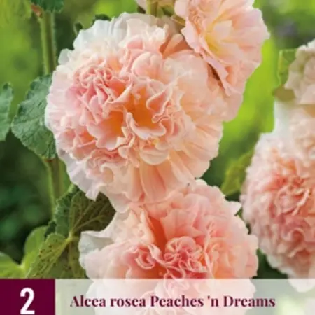 Hollyhock Peaches 'N Dreams - 6 Plants - Buy Alcea Peaches 'N Dreams Hollyhocks?
