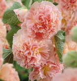 Hollyhock Peaches 'N Dreams - 10 Plants - Buy Alcea Peaches 'N Dreams Hollyhocks?