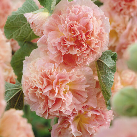 Hollyhock Peaches 'N Dreams - 6 Plants - Buy Alcea Peaches 'N Dreams Hollyhocks?