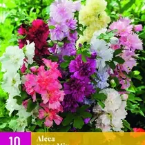 Hollyhock Mix - 10 Plants