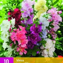 Stockrose Mix - 10 Pflanzen