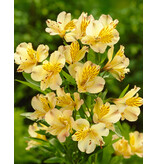 Alstroemeria Lutea - 10 Planten - Vaste Winterharde Plant Kopen?