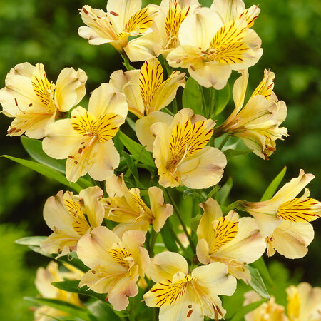 Alstroemeria Lutea - 10 Plants - Buy Perennial Hardy Plant?