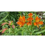 Alstroemeria Orange King - 10 Planten - Vaste Winterharde Planten Kopen?