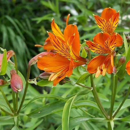 Alstroemeria Orange King - 10 Pflanzen - Mehrjährige winterharte Pflanzen kaufen?