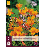 Alstroemeria Orange King - 6 Planten - Vaste Winterharde Planten Kopen?