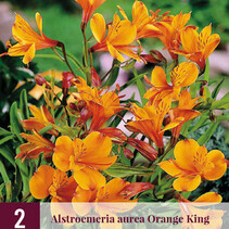 Alstroemeria Orange King - 6 Pflanzen