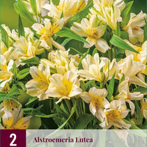 Alstroemeria Lutea - 6 Pflanzen