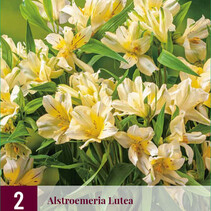 Alstroemeria Lutea - 6 Plants