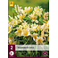 Alstroemeria Lutea - 6 Plants - Buy Perennial Hardy Plant?