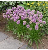 Allium Millenium - 5 Planten - Lichtroze Paarse Allium - Vaste Plant - Garden-Select.com