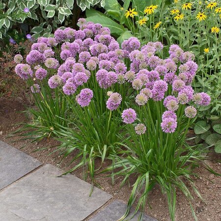 Allium Millenium - 5 Planten - Lichtroze Paarse Allium - Vaste Plant - Garden-Select.com