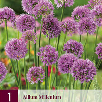 Allium Millenium - 3 Pflanzen