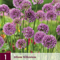 Allium Millenium - 3 Planten