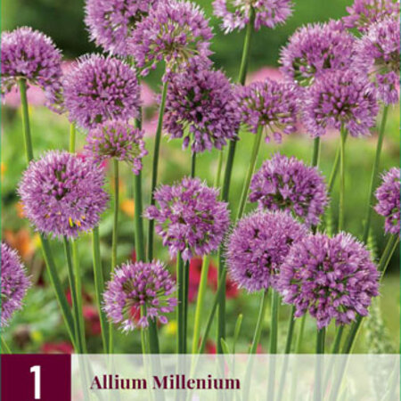 Allium Millenium - 3 Plants - Light Pink Purple Allium - Perennial - Garden-Select.com