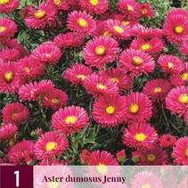 Aster Dumosus Jenny - 3 Pflanzen