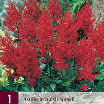 Astilbe Arendsii Spinell - 3 Pflanzen