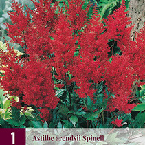 Astilbe Arendsii Spinell - 3 Planten