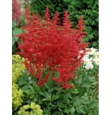 Astilbe Arendsii Spinell - 3 Plants - Perennial Hardy Plant - Garden-Select.com